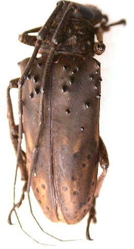 Jamesia globifera