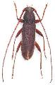 Nortia carinicollis