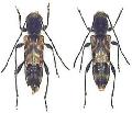 Anaglyptus (Aglaophis) colobotheoides