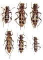 Paraclytus excultus