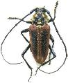 Basiptera castaneipennis
