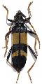 Aphrodisium (Opacaphrodisium) alabardae