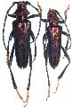 Aphrodisium (Aphrodisium) panayarum