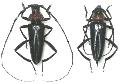 Aromia bungii