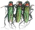 Aromia moschata orientalis