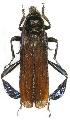 Bradycnemis velutina