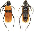 Cataphrodisium rubripenne