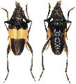 Pachyteria dimidiata