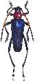 Pachyteria kurosawai