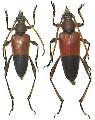 Pachyteria semiplicata