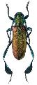 Phyllocnema (Phytometalla) latipes