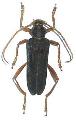 Schmidtiana legrandi