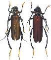 Aphrodisium (Aphrodisium) faldermanni insularis