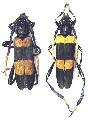 Zonopterus pulcher