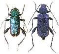 Callidium (Callidium) violaceum