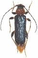 Phymatodes testaceus