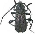 Ropalopus (Ropalopus) insubricus
