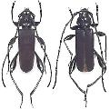 Ropalopus (Prorrhopalopus) signaticollis