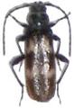Semanotus undatus