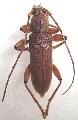 Ceresium unicolor
