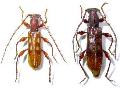 Stenygrium quadrinotatum