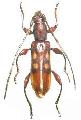 Stenygrium quadrinotatum