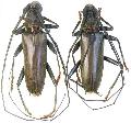 Juiaparus batus lacordairei