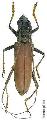Jupoata rufipennis