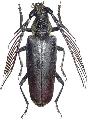 Cyriopalus wallacei