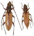 Margites fulvidus
