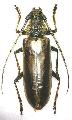 Nadezhdiella japonica