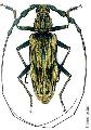 Neocerambyx gigas