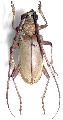 Neoplocaederus obesus