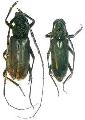 Neoplocaederus viridescens