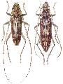 Pseudaeolesthes chrysothryx