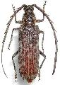 Rhytidodera grandis