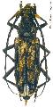 Trirachys acanthophorus