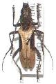 Xoanodera (Xoanodera) regularis