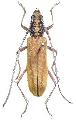 Zegriades maculicollis