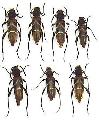 Brachyclytus singularis