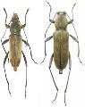 Chlorophorus kanoi