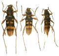 Chlorophorus quinquefasciatus
