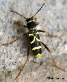 Clytus arietis