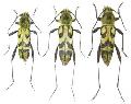 Clytus auripilis