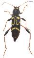 Clytus ruricola