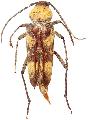 Megacyllene antennata