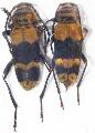 Megacyllene decora
