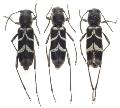 Xylotrechus lautus fujitai