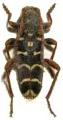 Plagionotus arcuatus