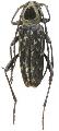 Sarosesthes fulminans